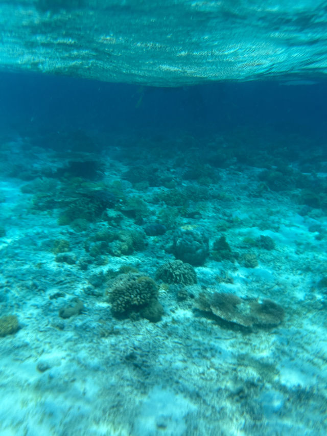 馬來西亞🇲🇾仙本那｜在果凍海拍照浮潛跳島遊