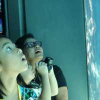 🐠 沖繩必遊景點 - 美麗海水族館！沉浸式海洋奇觀！ 