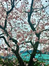 【首爾】韓國廣播系統大樓外的櫻花大道：如有天櫻花正開，沉浸在浪漫的春日氛圍之中