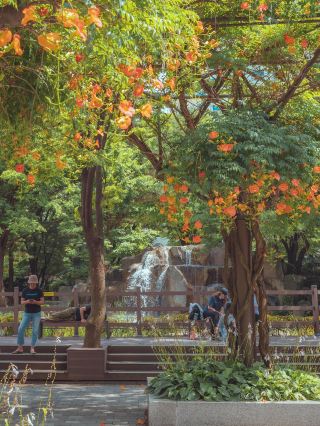 以凌霄花樹隧道聞名的「富川中央公園」