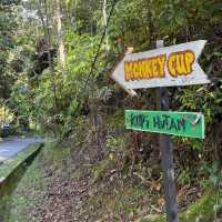 Kopi Hutan คาเฟ่ในป่าที่สูงที่สุดในปีนัง