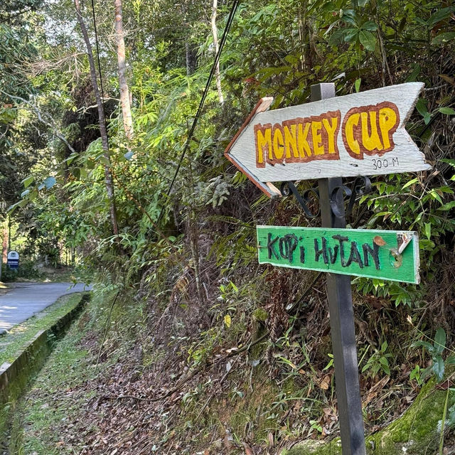 Kopi Hutan คาเฟ่ในป่าที่สูงที่สุดในปีนัง