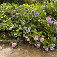 【大阪市區】繡球花園，值得一去既好地方