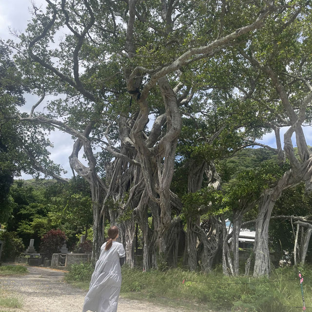 奄美 加計呂麻島🏝