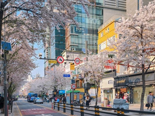 서울 대학가 앞 벚꽃 스팟은 < 신촌 명물거리 >