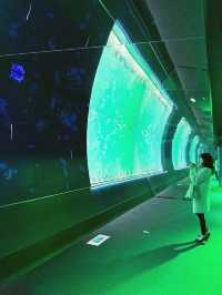 〜茨城県〜PJマッピングと神秘的なクラゲが見られる水族館！