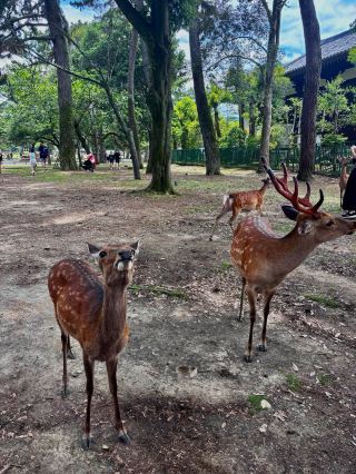 오사카 근교여행 나라..!