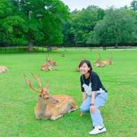 นารา เมืองแห่งกวาง