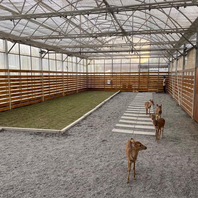 【台灣】宜蘭張美阿嬤農場：開放式動物園，提前買票更便宜