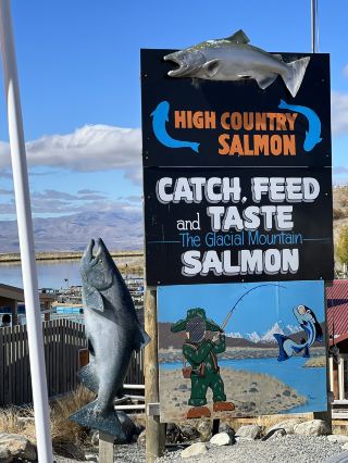 뉴질랜드 남섬 하이 컨트리 연어 High Country Salmon.