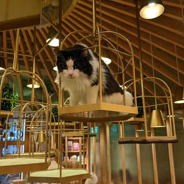 cat cafe with free flow drinks from vending machine | Trip.com