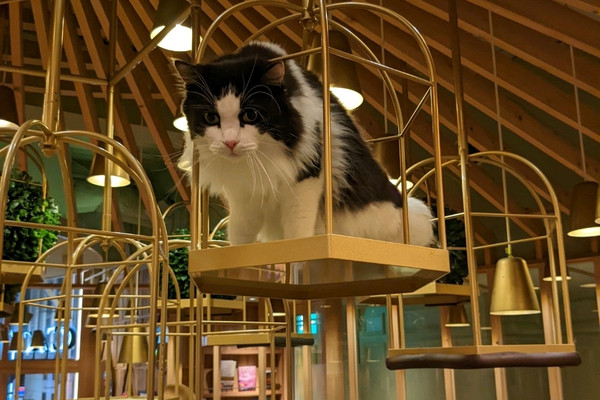cat cafe with free flow drinks from vending machine | Trip.com