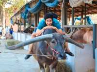 รีวิว หมู่บ้านอนุรักษ์ควายไทย 🐃 (สุพรรณบุรี)