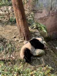 成都大熊貓🐼基地｜花花你在哪？