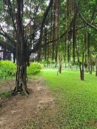 【深圳】流花山公園：粉紙花扇花海，美麗不熱
