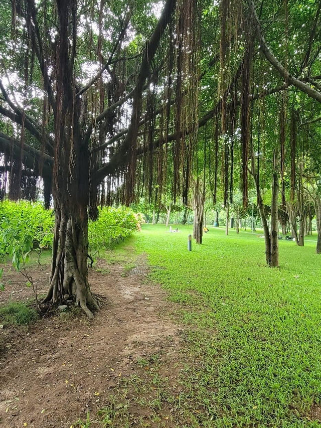 【深圳】流花山公園：粉紙花扇花海，美麗不熱