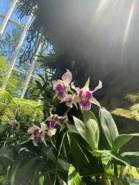 🇸🇬Flower Blossom at Singapore National Orchid Garden 🌺 
