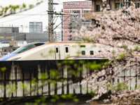 [東京櫻花攻略]飛鳥山公園