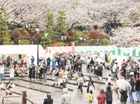 [東京櫻花攻略]飛鳥山公園