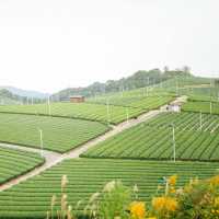 Steeped in Serenity: Yame Tea Paradise