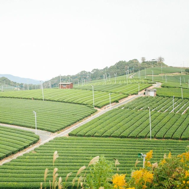 Steeped in Serenity: Yame Tea Paradise