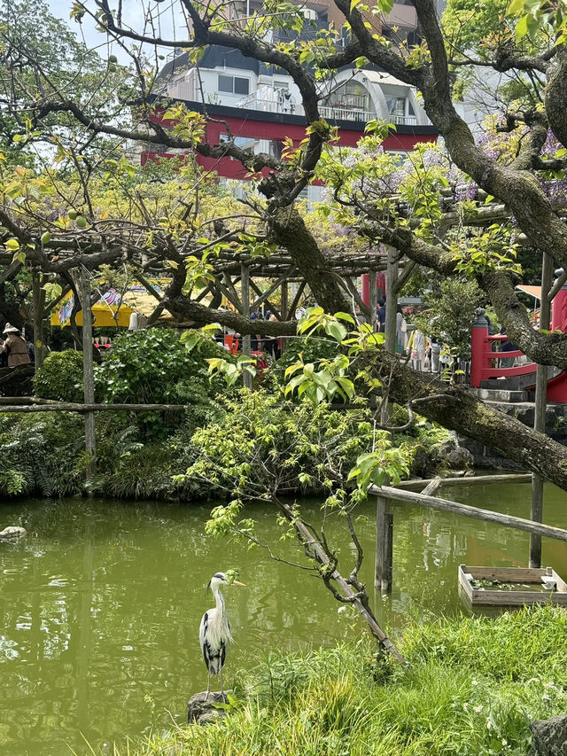 藤とスカイツリーが楽しめるスポット🪻🗼
