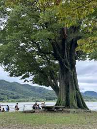 푸른 여름의 풍성한 자연을 느껴보실 수 있는 💚 경기도 양평 근교 여행 추천 🌳