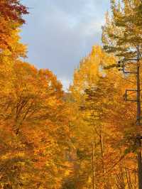 【群馬】超穴場紅葉スポット!!奇跡の絶景を楽しもう🧡