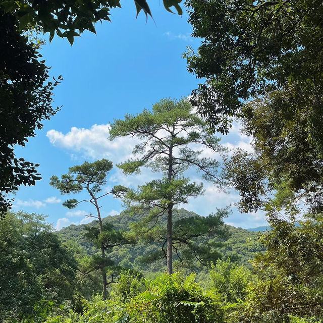 ～陽台山森林公園～自然的奇妙～