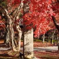 🇯🇵京都東福寺｜火燒通天橋的絕美楓紅