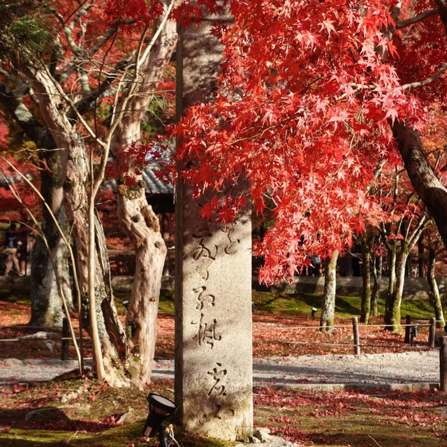 🇯🇵京都東福寺｜火燒通天橋的絕美楓紅