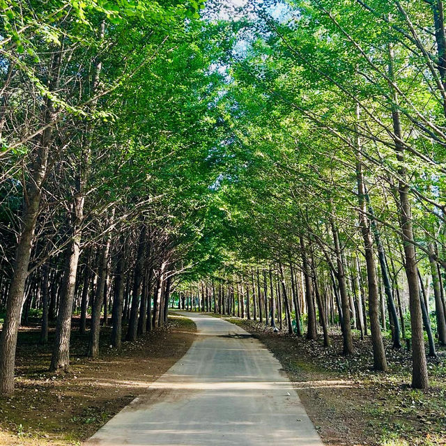  삿포로의 숨은 보석, 호시미 료쿠치 공원