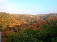 【星のブランコ:大阪府交野市】大迫力の吊り橋で紅葉を楽しむ🍁