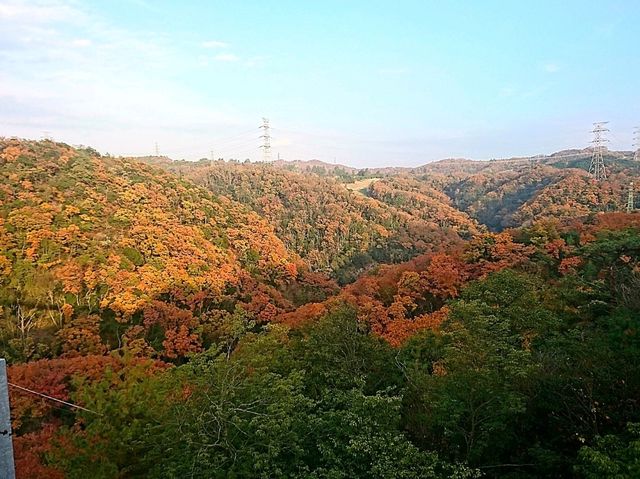 【星のブランコ:大阪府交野市】大迫力の吊り橋で紅葉を楽しむ🍁