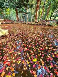 【京都/紅葉スポット】階段一面に落ちた紅葉で大人気💡市内から離れているのに大混雑スポット！