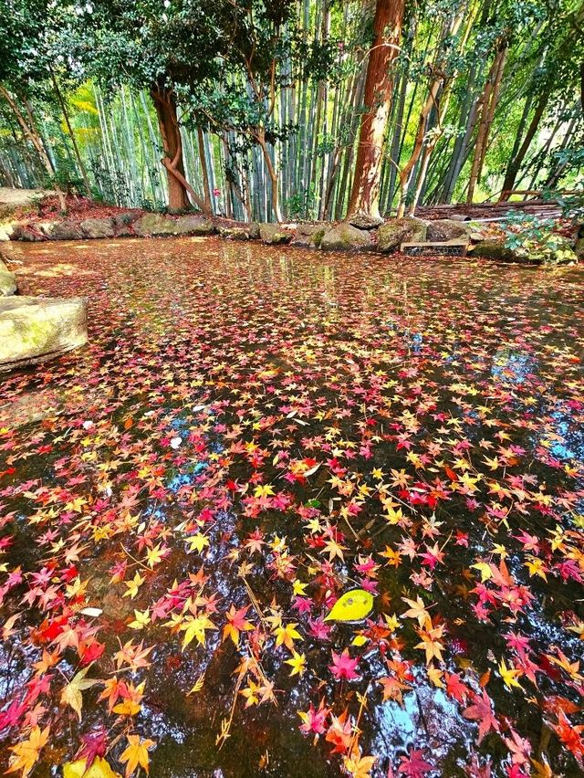 【京都/紅葉スポット】階段一面に落ちた紅葉で大人気💡市内から離れているのに大混雑スポット！