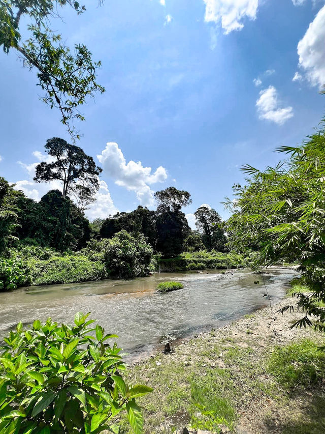 Hammocks By The River