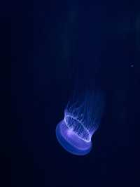 【山形】クラゲ大水槽が幻想的な水族館