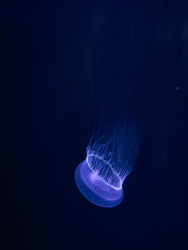【山形】クラゲ大水槽が幻想的な水族館