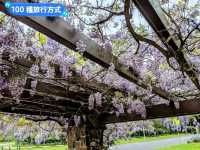 墨爾本賞花-南半球百花綻放的皇家植物園
