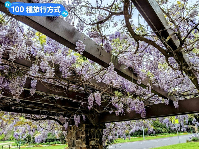 墨爾本賞花-南半球百花綻放的皇家植物園