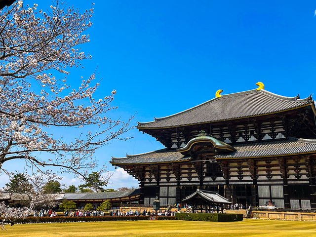 【奈良】迫力満点👏圧巻！奈良の東大寺の大仏様