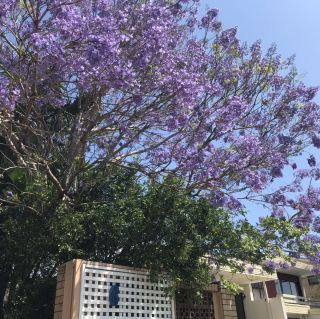 Jacaranda (jacaranda)