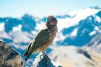 Embrace New Zealand's Wildlife: A Safari Adventure Awaits!