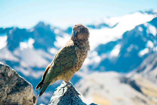 Embrace New Zealand's Wildlife: A Safari Adventure Awaits!
