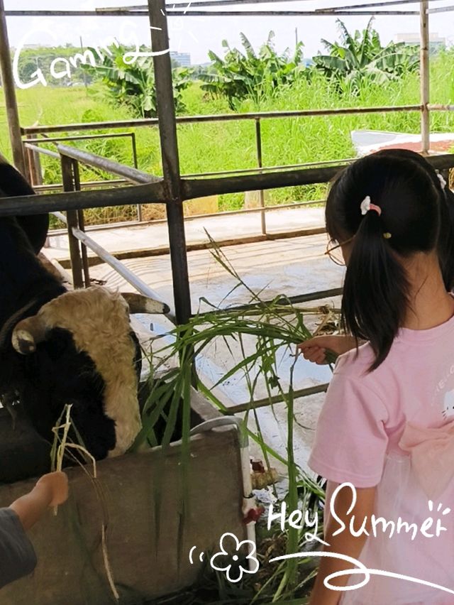 「中山得意奶牛農場」親子遊,全家共享大自然之美 「中山得意奶牛農場」親子遊,全家共享大自然之美