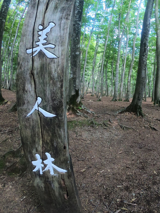 【新潟🇯🇵】素敵なブナ林で自然の恵みを