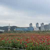 [대전] 가을 꽃 가득 아름다운 한밭수목원 🍁🍂