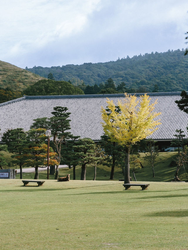 與小鹿親密接觸！奈良公園輕鬆遊記