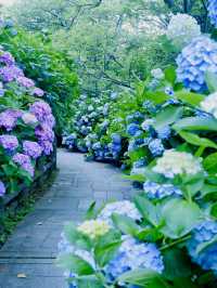 日本紫陽花節：300百萬球花海好震撼！